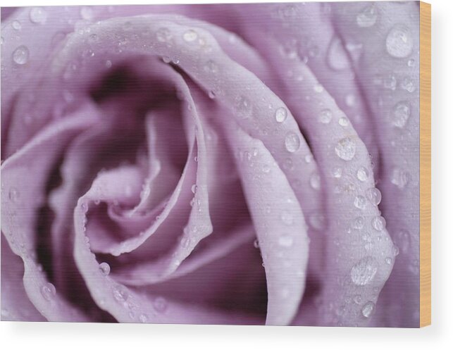 Rose Wood Print featuring the photograph Harmony by DArcy Evans