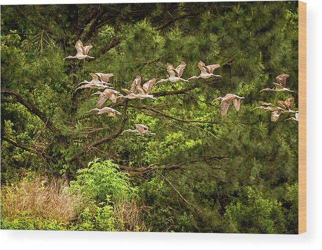Ibis Wood Print featuring the photograph Harris Neck Ibis in Flight by Priscilla Burgers