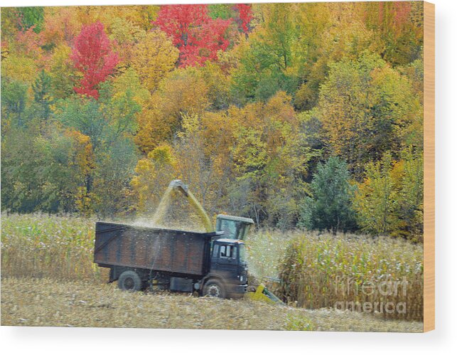 Corn Wood Print featuring the photograph Harvesting Corn in Vermont by Catherine Sherman