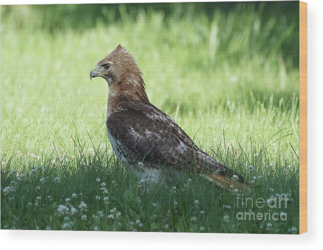 Hawk Wood Print featuring the photograph Hawk on the Ground 1 - Tight Grip on Dinner by Robert Alter Reflections of Infinity