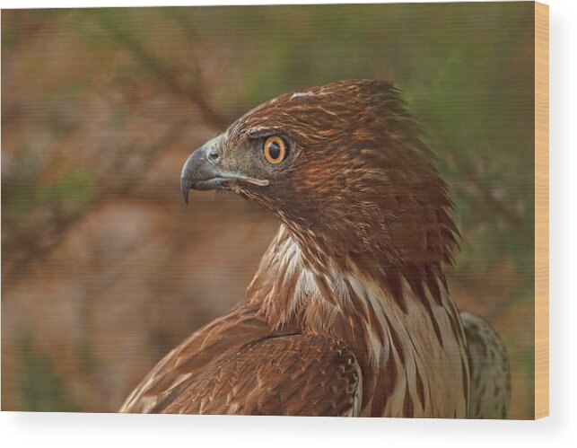 Red Tailed Hawk Wood Print featuring the photograph Hawk Profile by Beth Sargent