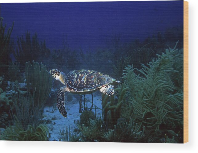 Hawksbill Sea Turtle Wood Print featuring the photograph Hawksbill Sea Turtle 1 by Pauline Walsh Jacobson