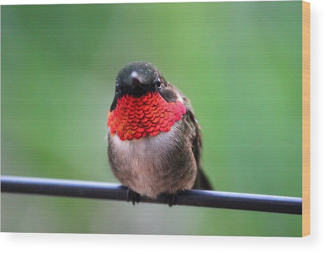 Hummingbird Wood Print featuring the photograph He Entices Her With Rubies by Brook Burling