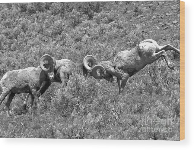 Bighorn Wood Print featuring the photograph Head To Head At Yellowstone 2018 Black And White by Adam Jewell