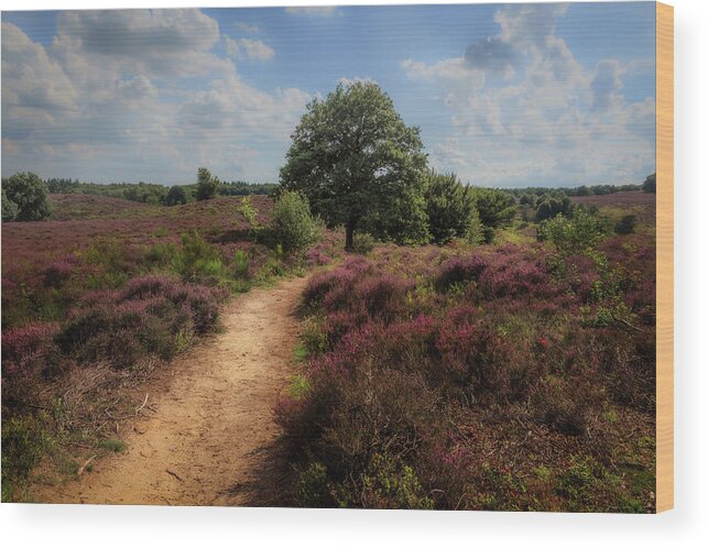 Beautiful Wood Print featuring the photograph Heath landscape with purple heather flowers by Tim Abeln
