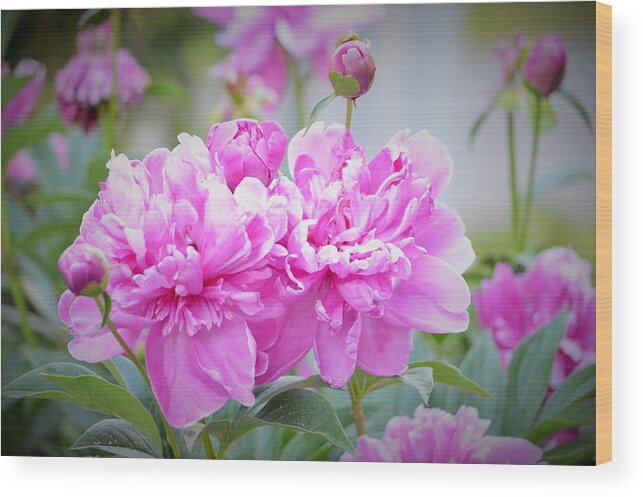 Pink Wood Print featuring the photograph Heathwood Summer Peonies by Lena Hatch