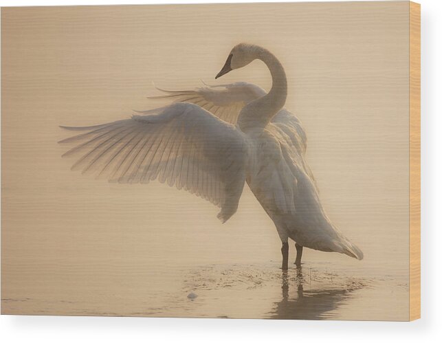 Swan Wood Print featuring the photograph Heavenly by Sandy Sisti