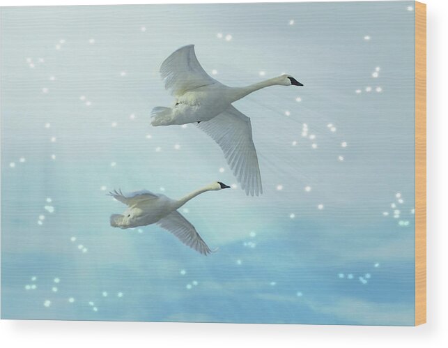 Swans Wood Print featuring the photograph Heavenly Swan Flight by Patti Deters