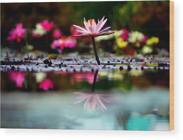 Flower Wood Print featuring the photograph Heaven's Masterpiece by Melanie Moraga