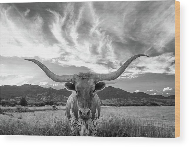 Cow Wood Print featuring the photograph Heber Valley Longhorn by Johnny Adolphson