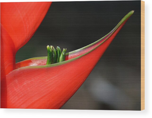 Flower Wood Print featuring the photograph Heliconia Flower Petal by Lorenzo Cassina