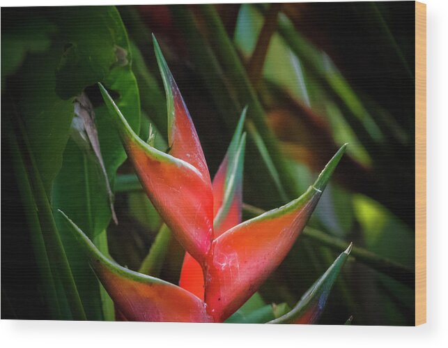 Colombia Wood Print featuring the photograph Heliconia Wagneriana Panaca Colombia by Adam Rainoff