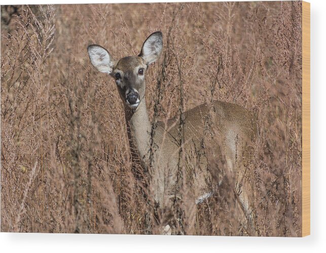 Wildlife Wood Print featuring the photograph Hello by John Benedict