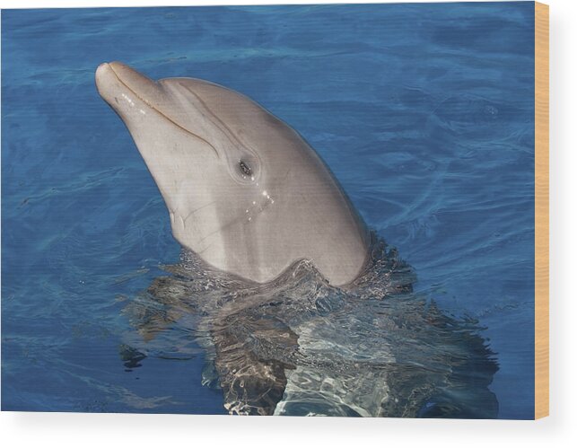 Dolphin Wood Print featuring the photograph Hello Nellie by Paul Rebmann