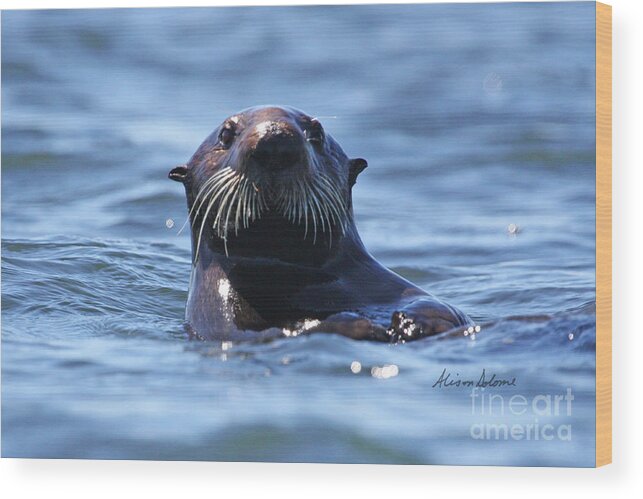 Otter Wood Print featuring the photograph Hello There by Alison Salome