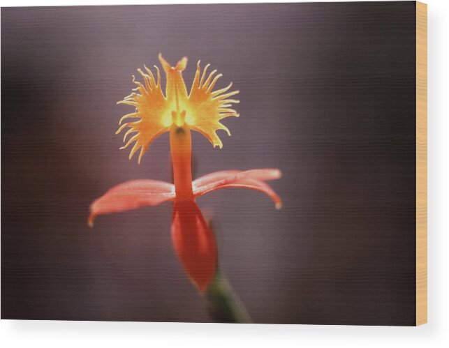 Flower Photos Wood Print featuring the photograph Hello There by Steven Huszar