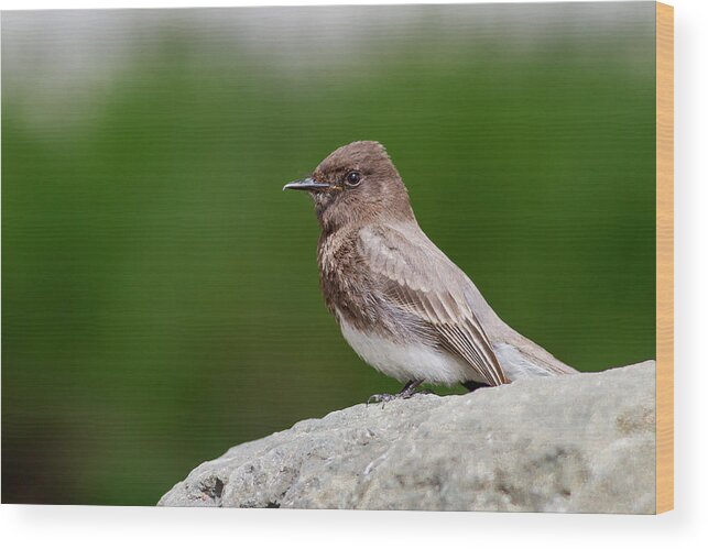 Bird Wood Print featuring the photograph Black Phoebe by Mark Miller