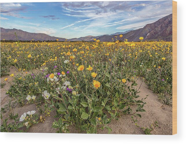 Anza - Borrego Desert State Park Wood Print featuring the photograph Henderson Canyon Super Bloom by Peter Tellone