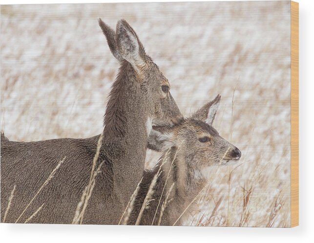 Deer Wood Print featuring the photograph Her Baby Still by Jim Garrison
