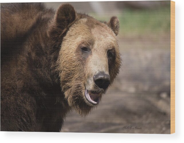Grizzly Bear Wood Print featuring the photograph Here's Looking at you by ChelleAnne Paradis