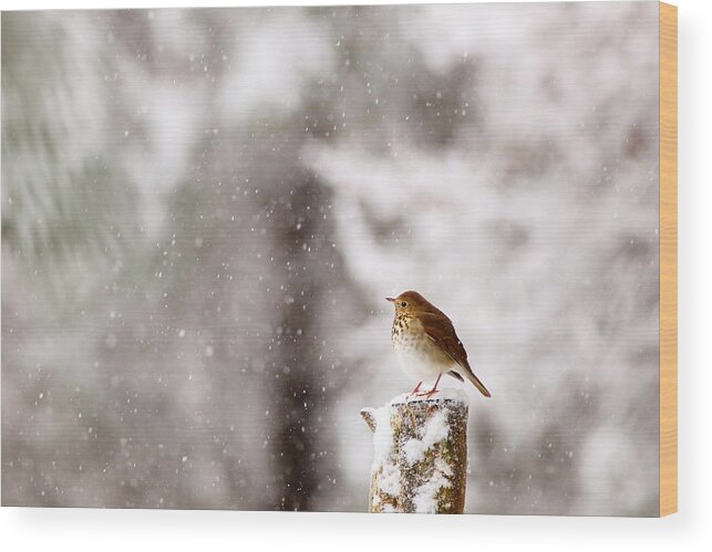 Hermit Thrush Wood Print featuring the photograph Hermit Thrush On Post In Snow by Daniel Reed