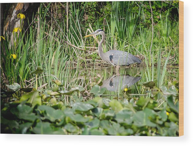 Great Wood Print featuring the photograph Heron and Lilypads by Matt Hammerstein