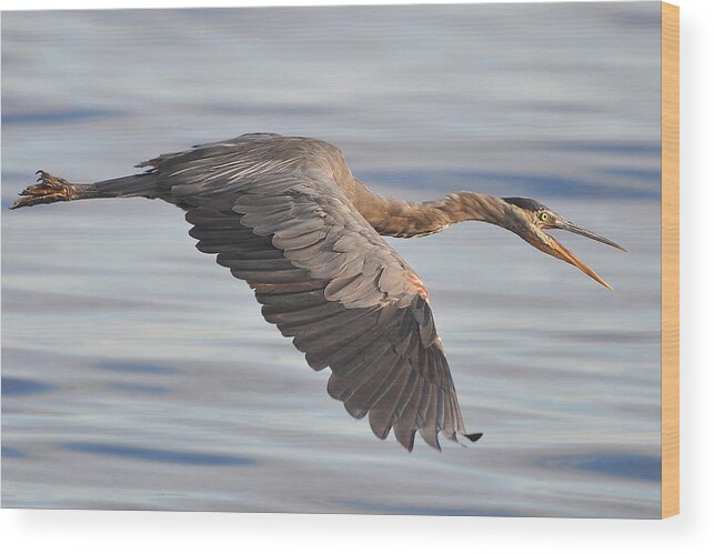 Great Blue Heron Wood Print featuring the photograph Heron in Flight by Carl Olsen