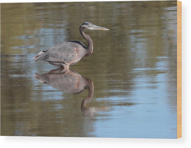Heron Wood Print featuring the photograph Heron by John Moyer
