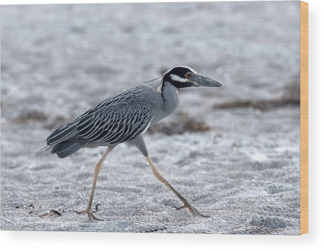 Yellow-crowned Wood Print featuring the photograph Yellow-Crowned Night Heron on a Mission by Richard Goldman