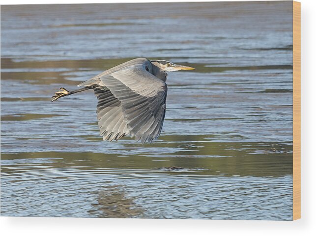 Loree Johnson Wood Print featuring the photograph Heron Over the River by Loree Johnson