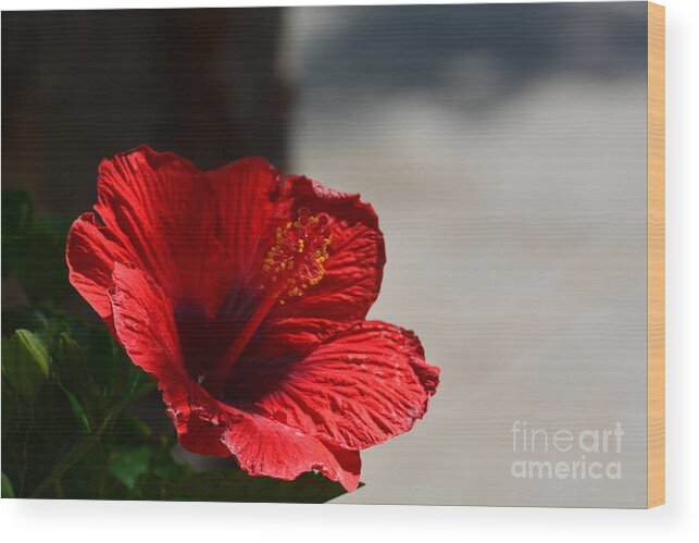 Hibiscus In The Shadows Wood Print featuring the photograph Hibiscus in the Shadows by Maria Urso
