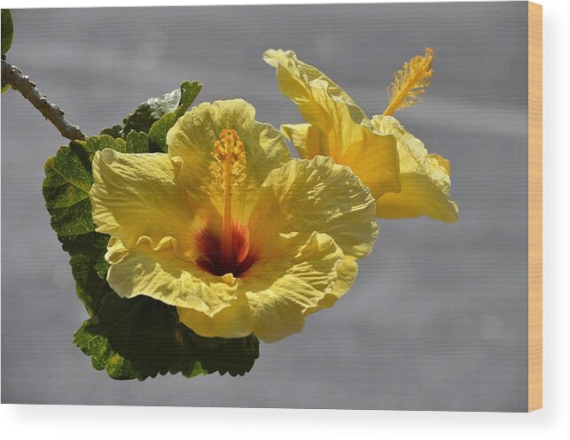 Flowers Wood Print featuring the photograph Hibiscus by Jewels Hamrick