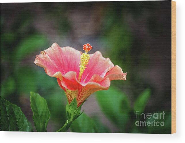 Michelle Meenawong Wood Print featuring the photograph Hibiscus rosa sinensis by Michelle Meenawong