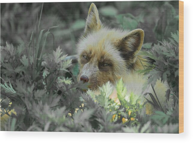 Fox Wood Print featuring the photograph Hidden Fox by Sam Rino