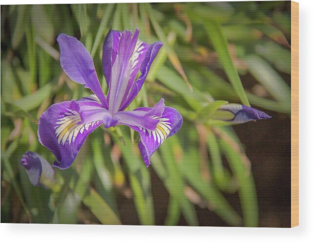 Oregon Iris Wood Print featuring the photograph Hidden Gem 0738 by Kristina Rinell
