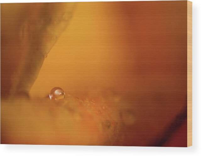 Macro Wood Print featuring the photograph Hidden Treasure by Bob Cournoyer