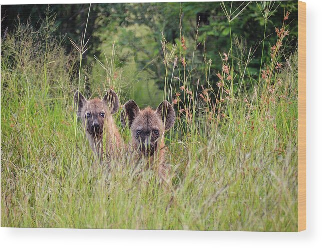 Hyena Wood Print featuring the photograph Hide-n-Seek Hyenas by Gaelyn Olmsted