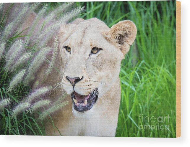 Female Lion Wood Print featuring the photograph Hiding in Grass by Ed Taylor