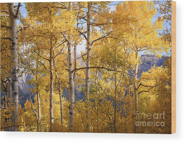 Aspen Trees Wood Print featuring the photograph High Mountain Aspens by The Forests Edge Photography - Diane Sandoval