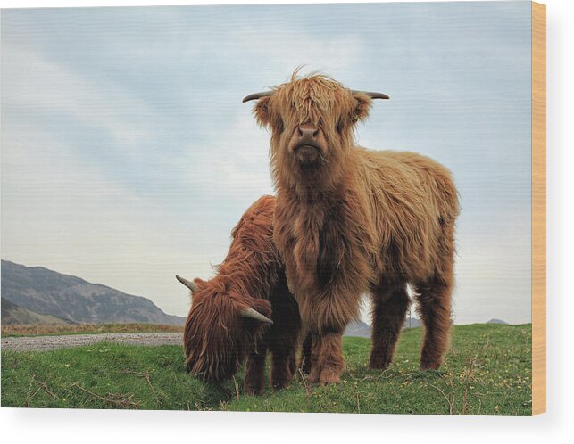 Highland Cows Wood Print featuring the photograph Highland Cow Calves by Grant Glendinning