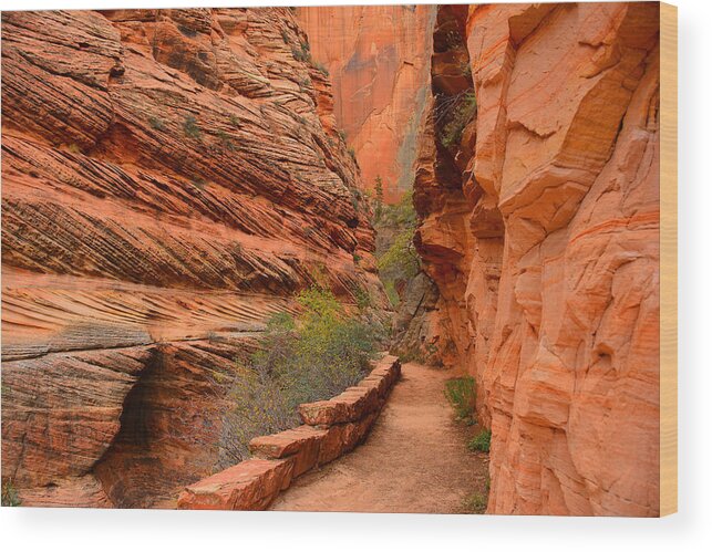 Hike To Observation Point In Zion National Park Wood Print featuring the photograph Hike to Observation Point by Raymond Salani III