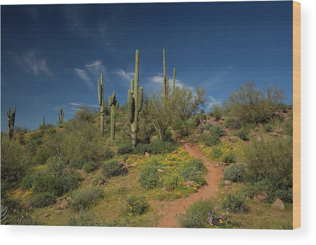 Spring Wood Print featuring the photograph Hiking in Springtime by Sue Cullumber