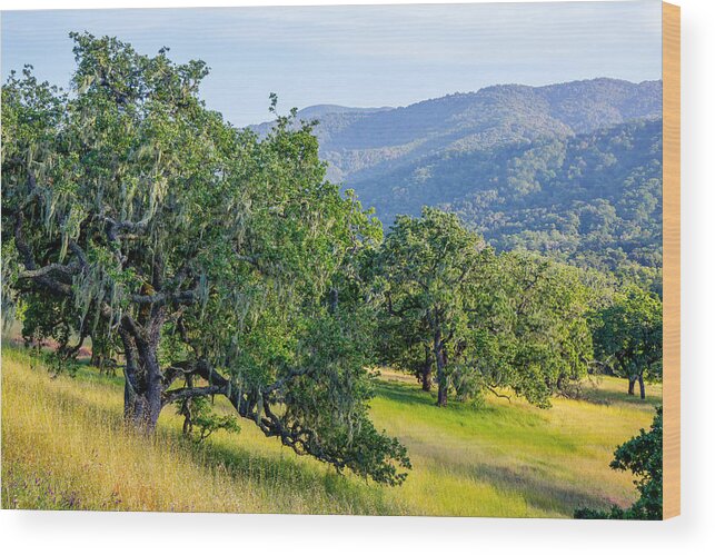 Hillside Wood Print featuring the photograph Hillside Oaks by Derek Dean