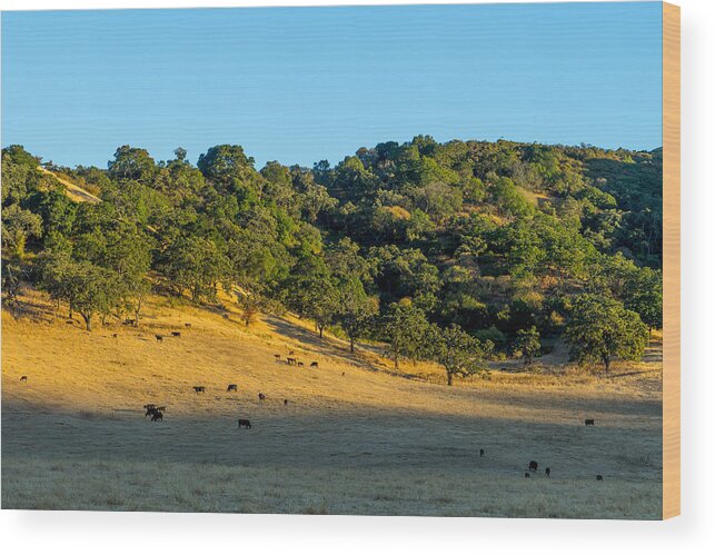 California Wood Print featuring the photograph Hillside Pasture by Derek Dean