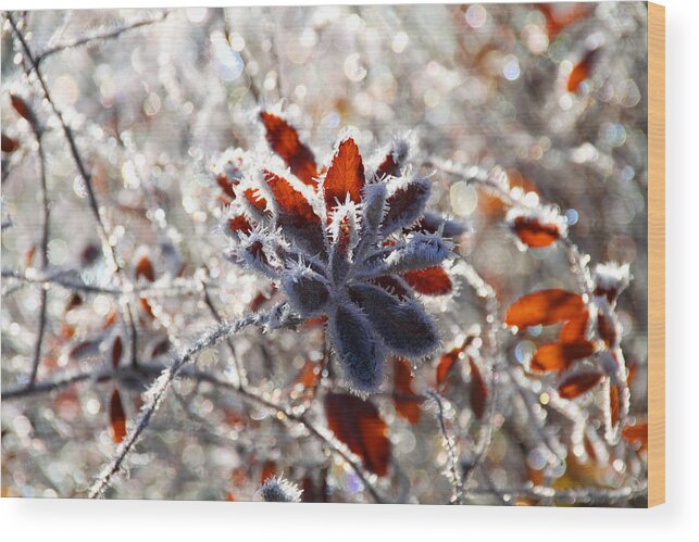 Frost Wood Print featuring the photograph Hoar Frost - Nature's Christmas Lights by Peggy Collins