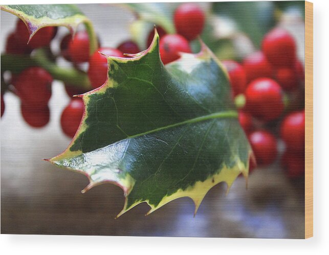 Holly Wood Print featuring the photograph Holly Berries- Photograph by Linda Woods by Linda Woods