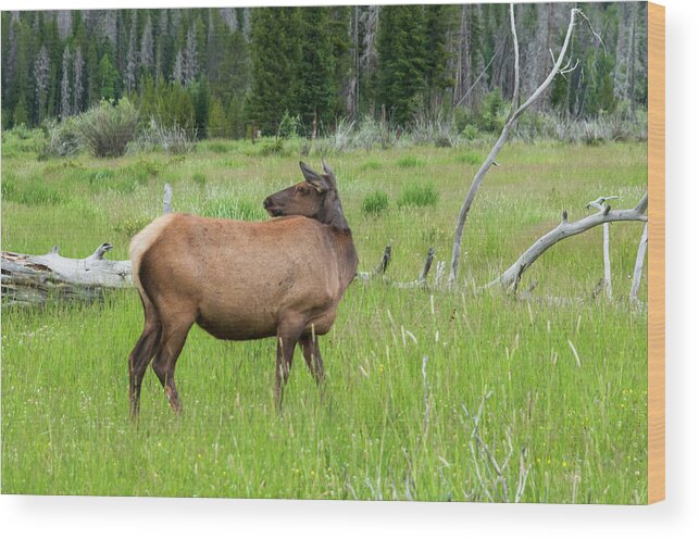 Elk Wood Print featuring the photograph Holzwarth Valley Elk by Ginger Stein