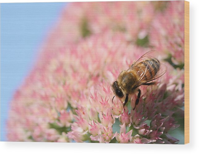 Bee Wood Print featuring the photograph Honey Bee 3 by Angela Rath