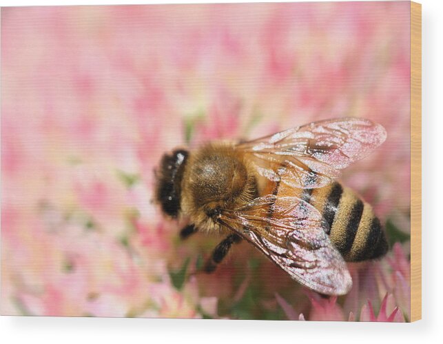 Bee Wood Print featuring the photograph Honey Bee by Angela Rath