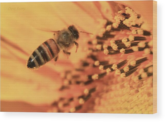 Grinter Wood Print featuring the photograph Honeybee and Sunflower by Chris Berry